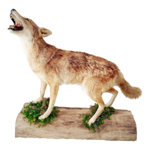 Vintage Full-Body Howling Coyote Taxidermy on Handcrafted Woodland Display Base