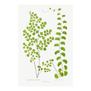 Fern Art Print – Antique Maidenhair Botanical Illustration, 8" X 12" For Sale