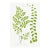 Fern Art Print – Antique Maidenhair Botanical Illustration, 8" X 12" For Sale