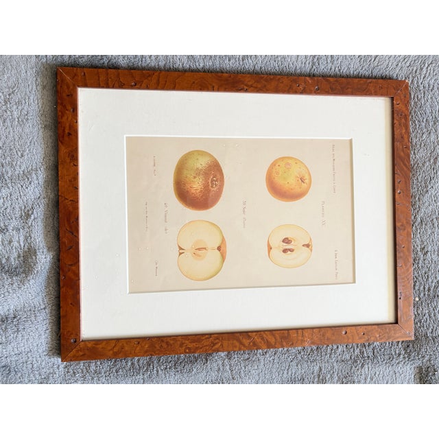 Series of 4 19th C Hand Colored Engravings of Apples For Sale In Lexington, KY - Image 6 of 17