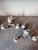 Ceramic Antique Von Schierholz German Porcelain Cherub Quadruple Candelabras - Two Units For Sale - Image 7 of 12
