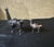 Pair of Sterling Silver (Marked 925) Peruvian Llama Figurine. Signed 38g(small),253g(large). Dimensions:3.5”h x3”w x...