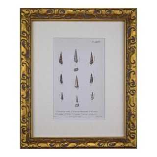 19th Century Antique Hand Colored English Shell Print by John Jeffreys 1869 For Sale