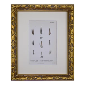 19th Century Antique Hand Colored English Shell Print by John Jeffreys 1869