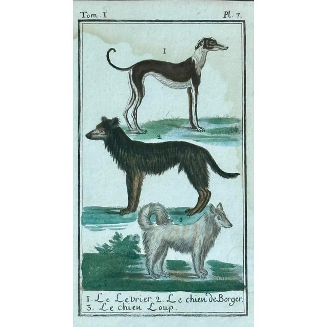 Vivid pair of early 19th century prints from Bufffons’s famous work, the ‘Histoire Naturelle, générale et particulière’,...