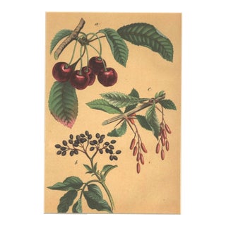 Rare 1860s-French Antique Chromolithograph Botanical-Fruits-Cherries, Elderberries, Barberries, Matted For Sale