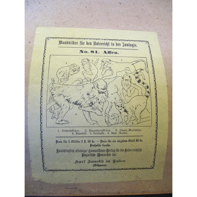 Antique Zoology Poster by Karl Jansky, 1890s For Sale - Image 3 of 4