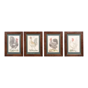 Early 20th Century Turn of the Century German Cockerel Prints in Burr Walnut Frames, Set of Four