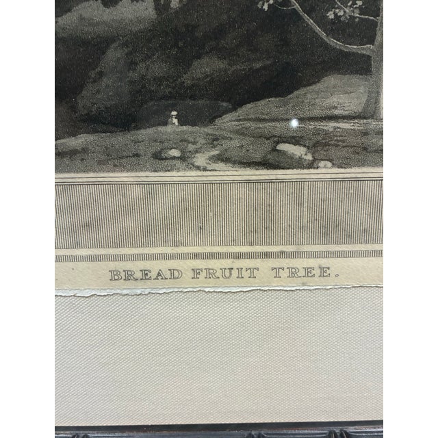 Traditional Natural Curiosities “Bread Fruit Tree” Botanical Landscape Print, Framed For Sale - Image 3 of 7