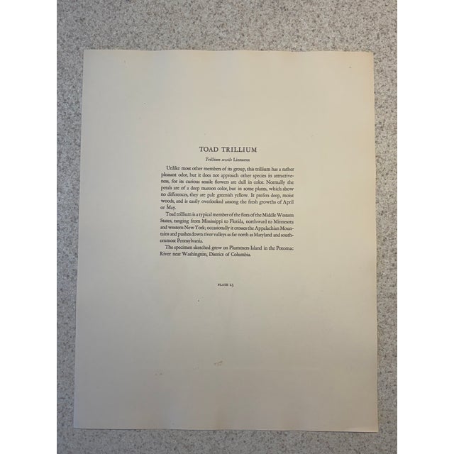 Toad Trillium Beautiful two page botanical color print pair from a very fine 19th C. archive. 11" x 14", unframed. Crisp...