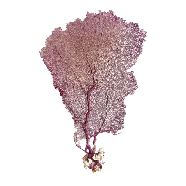 Natural Purple Sea Fan Coastal Decor For Sale