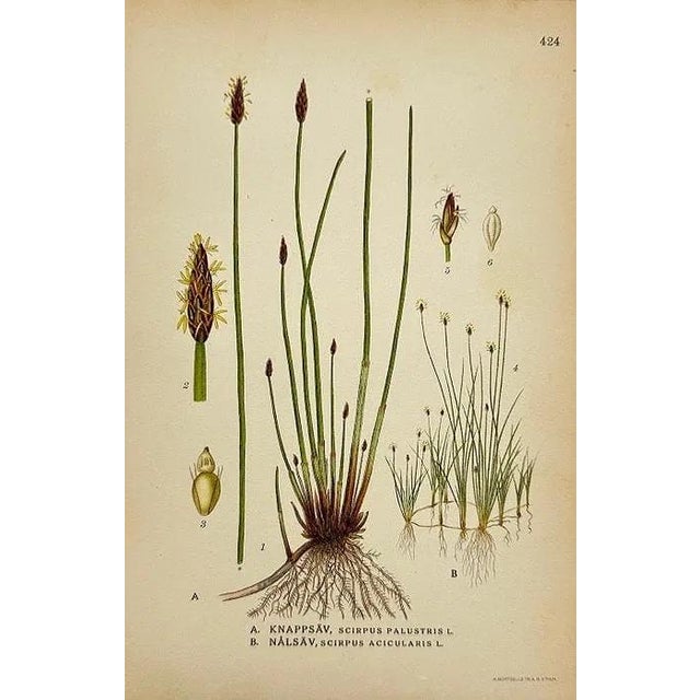 19th Century James Sowerby Botanical Prints – Common Club-Rush and Needle, Set of 10 For Sale - Image 10 of 11