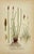 19th Century James Sowerby Botanical Prints – Common Club-Rush and Needle, Set of 10 For Sale - Image 10 of 11