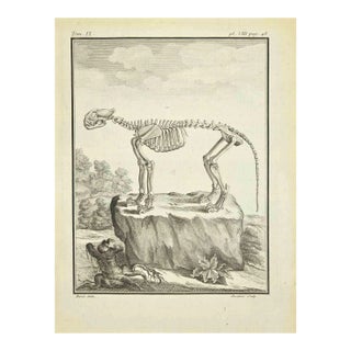Claude Jardinier, The Skeleton, Etching, 1771 For Sale