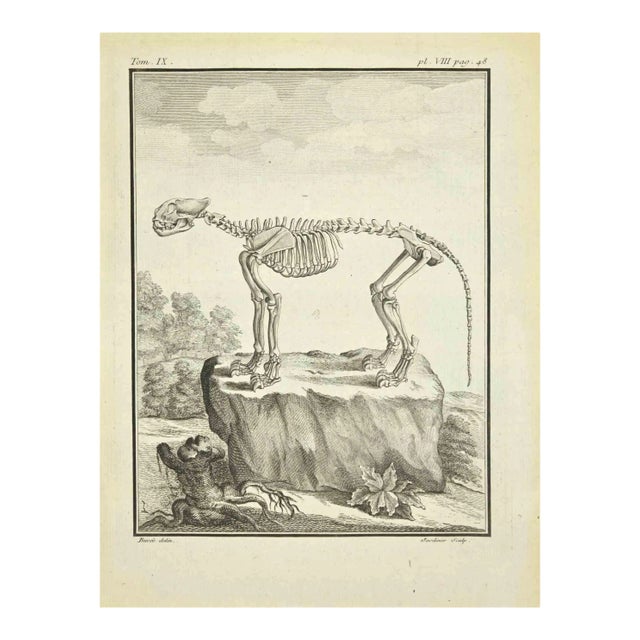 Claude Jardinier, The Skeleton, Etching, 1771 For Sale