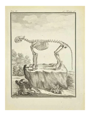 Claude Jardinier, The Skeleton, Etching, 1771