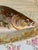 Antique O & E Gutherz Royal Austria Hand Painted Fish Dinnerware Circa 1899-1918 - A Set of 10 Pieces For Sale - Image 14 of 18