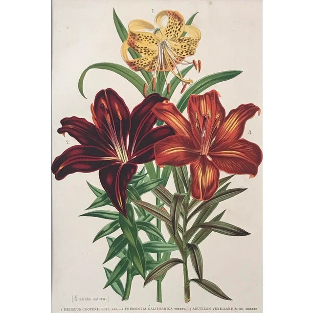 Illustration Antique Tropical Hibiscus Floral Botanical Color Lithograph Print 1896 For Sale - Image 3 of 7