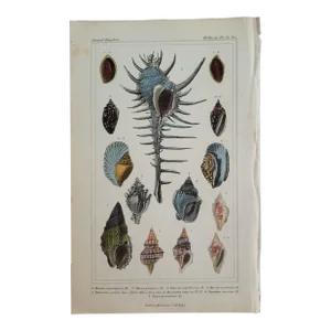 1840 Hand Colored Mollusk Print From the Animal Kingdom Book by Georges Cuvier