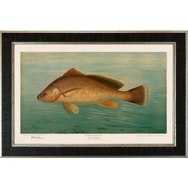 American Fish 39 the Fresh Water Drum by Harris CFA Edition Giclee Print For Sale In Atlanta - Image 6 of 6
