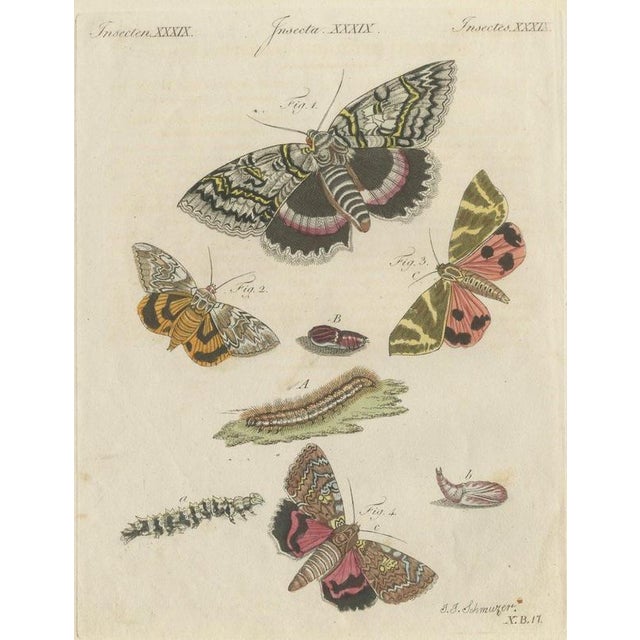 Bertuch, Underwing and Tiger Moths with Caterpillars, 1805, Print For Sale - Image 12 of 12