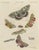 Bertuch, Underwing and Tiger Moths with Caterpillars, 1805, Print For Sale - Image 12 of 12