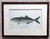 1900 - 1909 Antique Denton Fish Prints-Custom Framed-Set 2 For Sale - Image 5 of 7