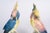 Porcelain Parrots, 20th Century, Set of 2 For Sale - Image 4 of 6
