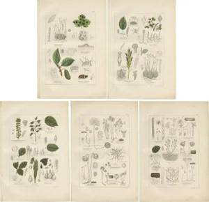 Various Fungi, 1875, Paper, Set of 5