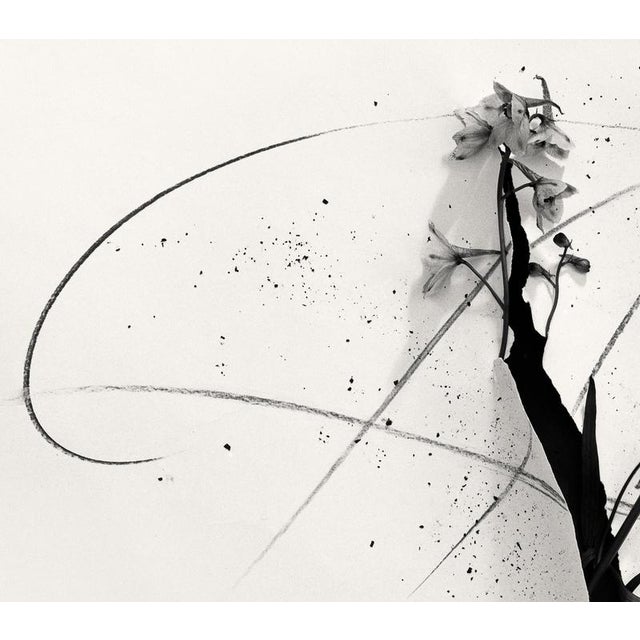 Delphinium in cut' 30x30 cm Limited edition of 20. Black and white abstract expression analogue photography, composed and...