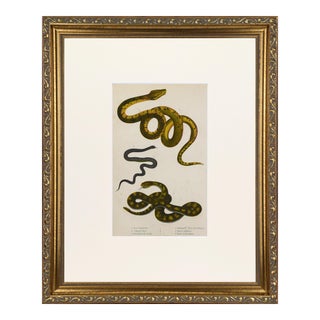 19th C Antique Hand Colored English Snake Print With Boa Constrictor, Python, Cobra, Rattlesnake For Sale