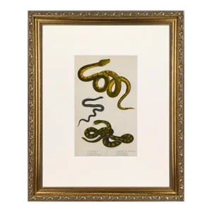 19th C Antique Hand Colored English Snake Print With Boa Constrictor, Python, Cobra, Rattlesnake