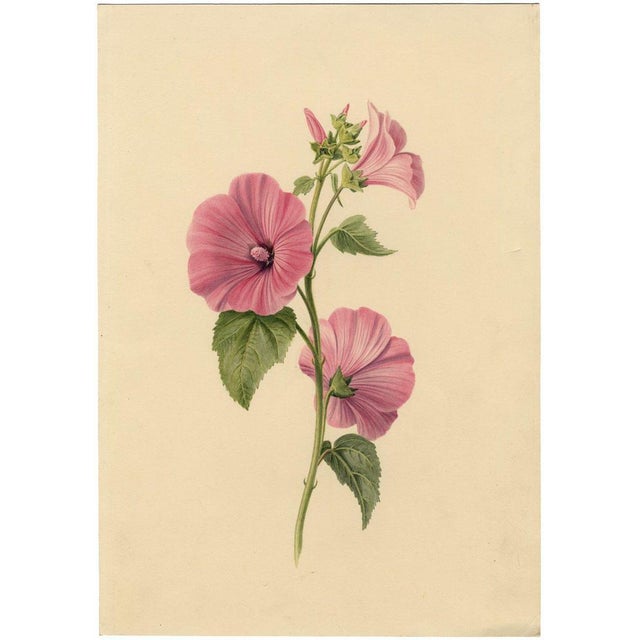 An original 1839 watercolour painting, S. Twopenny, Pink Lavatera Mallow Flower.A fine original botanical watercolour by...