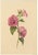 An original 1839 watercolour painting, S. Twopenny, Pink Lavatera Mallow Flower.A fine original botanical watercolour by...