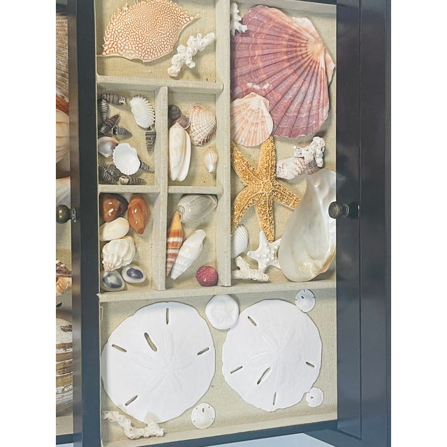 Great collection of sea shells, sea biscuits, sea stars in multitier box.