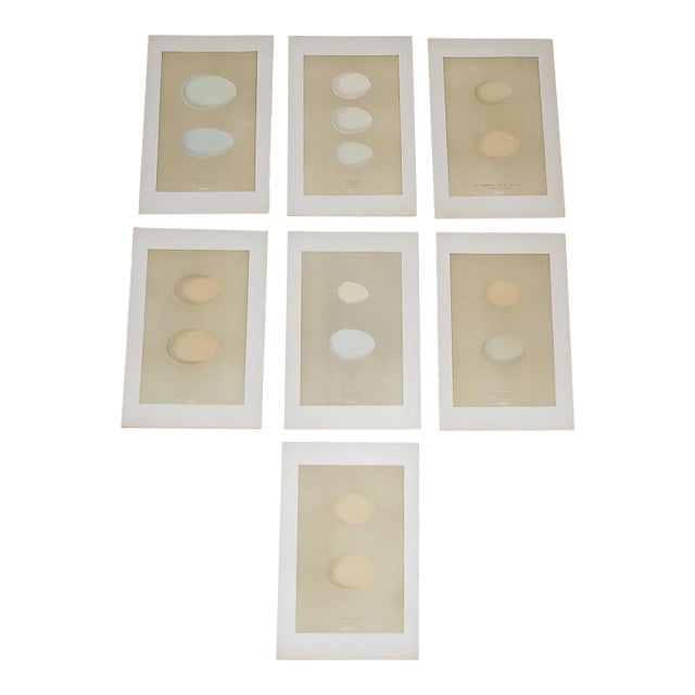 Authentic Antique 19th Century Hand Colored Duck Egg Lithographs-Set of 7 For Sale