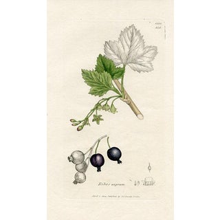 1840s, Black Current Botanical Print by James Sowerby, Original Antique Botanical Print, Engraving, Hand Colored, England For Sale