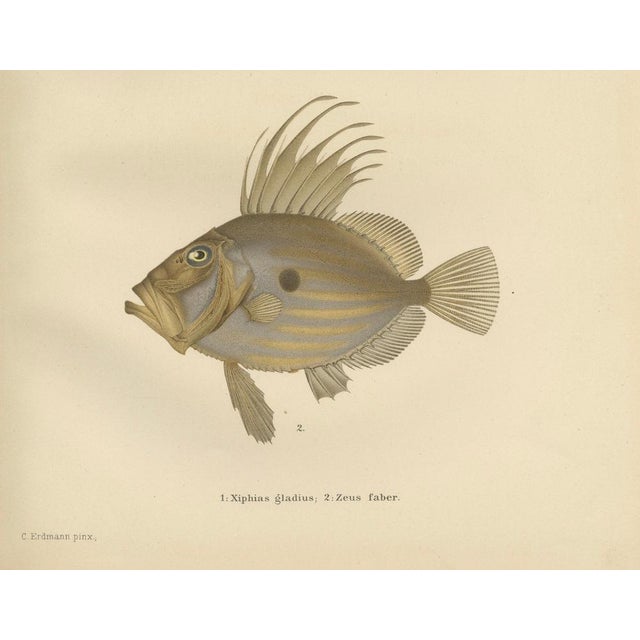 Swordfish and John Dory - Striking Scandinavian Fish Lithograph This captivating 19th-century lithograph from...