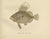 Swordfish and John Dory - Striking Scandinavian Fish Lithograph This captivating 19th-century lithograph from...