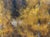 Along the Back Roads by Seth Winegar | Oil on Panel Autumn Aspens Along a River For Sale - Image 4 of 12