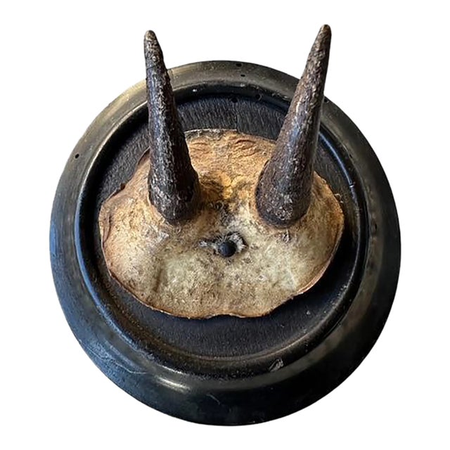 Antique Mini Chamois Horn Goat Trophy Rd1 Black Forest Roe Deer For Sale