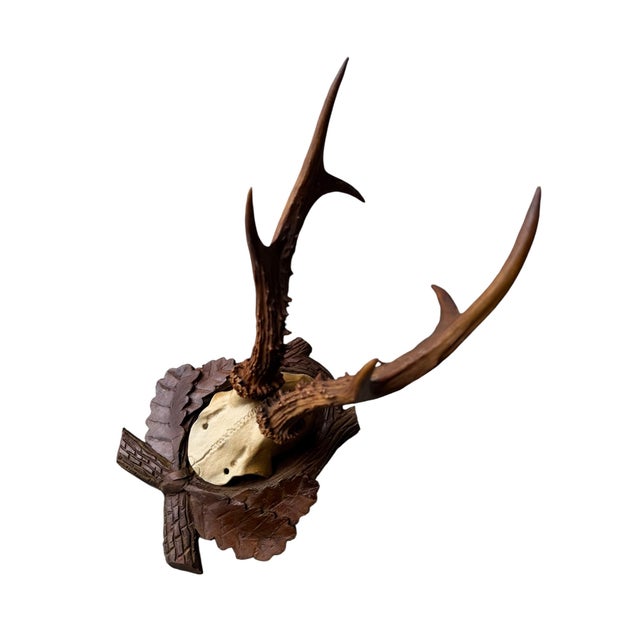 Roe Deer Trophy 83 Black Foreset Antlers For Sale - Image 4 of 5