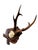 Roe Deer Trophy 83 Black Foreset Antlers For Sale - Image 4 of 5