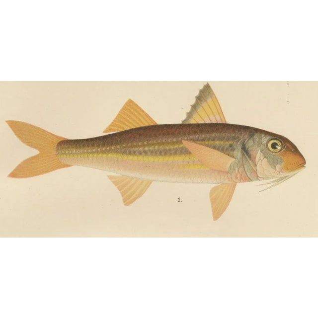 Red Mullet, Norway Redfish, and Greater Weever - Vibrant Fish Lithography, 1895 For Sale - Image 4 of 10