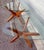 A Pair of Vintage Mid Century Modern Adrian Pearsall for Craft Associates Side Tables . Circa 1960s For Sale - Image 17 of 18