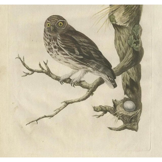 Sepp & Nozeman, Little Owl, 1770, Paper For Sale - Image 4 of 8