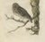 Sepp & Nozeman, Little Owl, 1770, Paper For Sale - Image 4 of 8