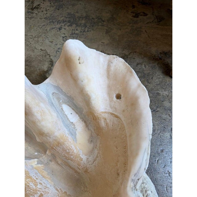 Monumental Natural Tridacna Clam Shell Planter / Jardinière For Sale In Los Angeles - Image 6 of 7