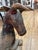 Antique Primitive Thai Ram Sculpture For Sale - Image 12 of 18
