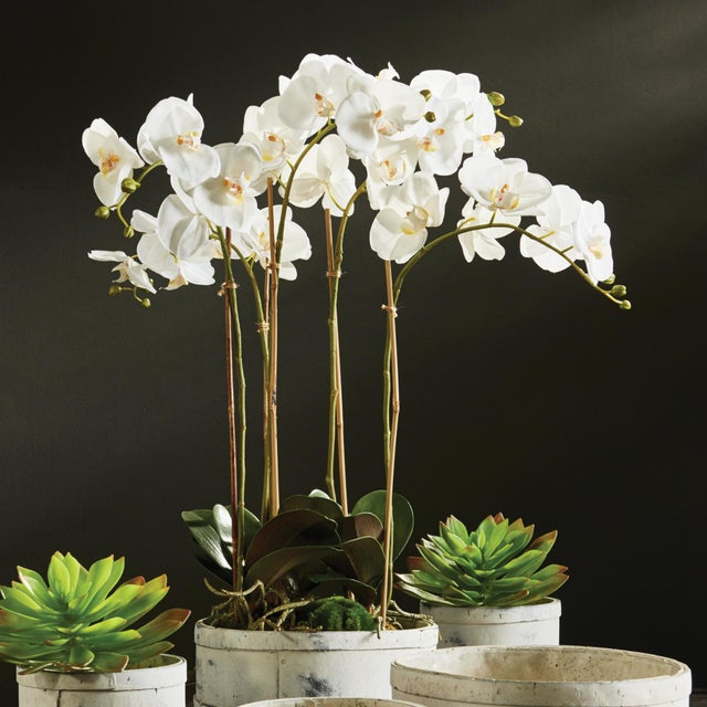 Traditional Phalaenopsis Orchid Bowl Drop-In 25" For Sale - Image 3 of 4